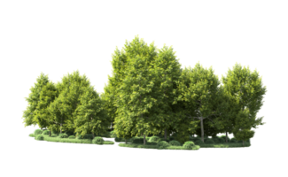 Green forest isolated on background. 3d rendering - illustration png