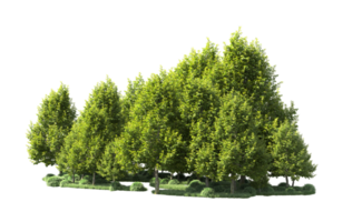 Green forest isolated on background. 3d rendering - illustration png