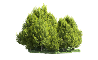 Green forest isolated on background. 3d rendering - illustration png