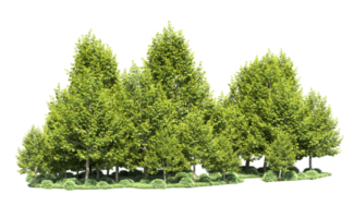 Green forest isolated on background. 3d rendering - illustration png