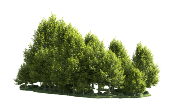 grön skog isolerat på bakgrund. 3d tolkning - illustration png