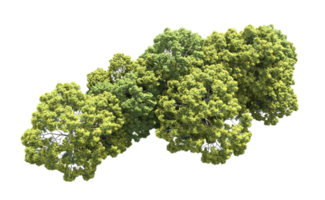 verde bosque aislado en antecedentes. 3d representación - ilustración png
