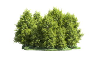 Green forest isolated on background. 3d rendering - illustration png