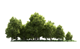 Green forest isolated on background. 3d rendering - illustration png