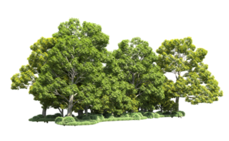 verde bosque aislado en antecedentes. 3d representación - ilustración png