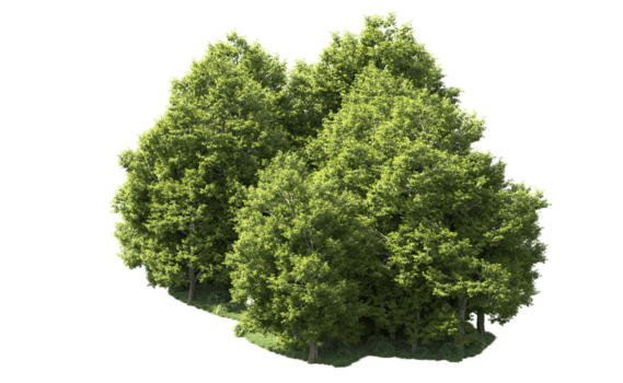 grön skog isolerat på bakgrund. 3d tolkning - illustration png