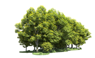 Green forest isolated on background. 3d rendering - illustration png