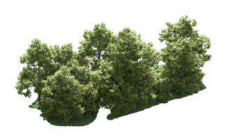 verde bosque aislado en antecedentes. 3d representación - ilustración png