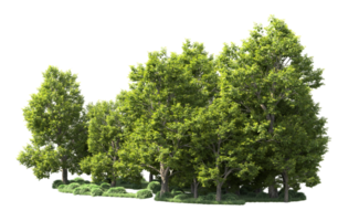 Green forest isolated on background. 3d rendering - illustration png