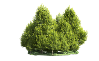 Green forest isolated on background. 3d rendering - illustration png