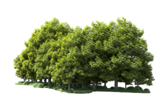 Green forest isolated on background. 3d rendering - illustration png