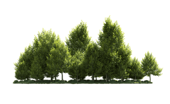 grön skog isolerat på bakgrund. 3d tolkning - illustration png