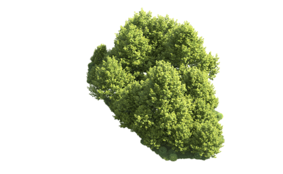 grön skog isolerat på bakgrund. 3d tolkning - illustration png