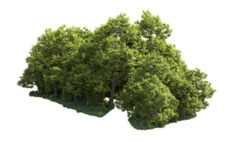 verde bosque aislado en antecedentes. 3d representación - ilustración png