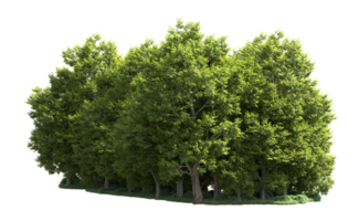 Green forest isolated on background. 3d rendering - illustration png