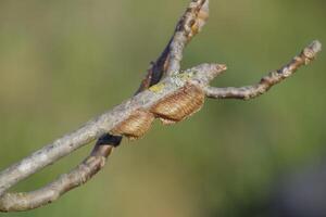 Ootheca mantis on the branches of a tree. The eggs of the insect laid in the cocoon for the winter are laid photo
