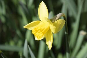 Spring flowering bulb plants in the flowerbed. Flowers daffodil yellow photo