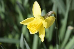 Spring flowering bulb plants in the flowerbed. Flowers daffodil yellow photo