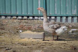 The gray goose is domestic. A domestic goose is food. photo