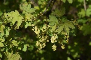 Flowers of red currant in spring on a stalk. photo