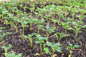 Seedlings of tomato. Growing tomatoes in the greenhouse photo