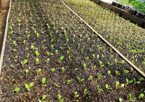 Seedlings eggplant in the greenhouse. Growing eggplant of vegetables in greenhouse photo