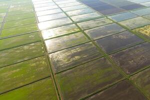 The rice fields are flooded with water. Flooded rice paddies. Agronomic methods of growing rice in the fields. photo