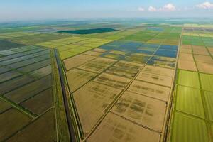 The rice fields are flooded with water. Flooded rice paddies. Agronomic methods of growing rice in the fields. photo