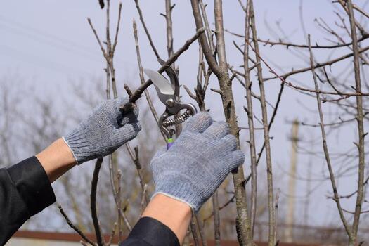 Trimming tree with a cutter. Spring pruning of fruit trees. photo
