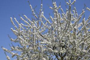 Prunus avium Flowering cherry. Cherry flowers on a tree branch photo