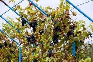 Roadside gazebo made of steel for grapes. Blue grapes. photo