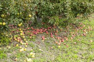 manzana huerta. filas de arboles y el Fruta de el suelo debajo t foto