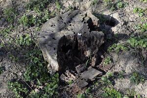 An old stump, eaten by larvae of a beetle lumberjack. The course of larvae of woodworm in a rotten stump photo