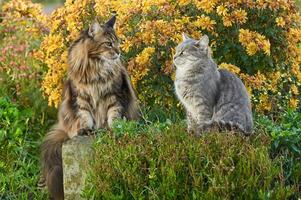 Two cats sitting on the grass near the bush of yellow chrysanthemums in the garden. Maine Coon cat and gray cat photo