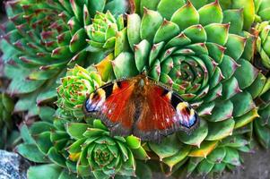 Bright butterfly sitting Sempervivum stone rose close up photo