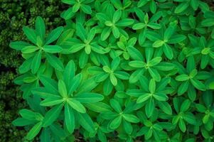 Fresh green lupine leaves in spring season. Top view. Natural botanical foliage background. Gardening and planting photo