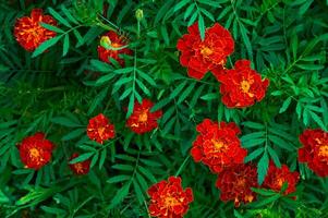 Close up of marigold flowers orange with yellow in a garden. Green carved leaves. photo