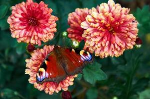 Close up of a bright butterfly sitting on a pink chrysanthemum flower in a garden. photo