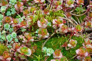 Background of attractive low growing red and green stone crops crassulaceae in a sunny garden photo