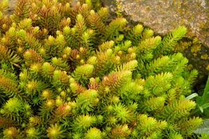 Sedum in Nature. Natural background of green sedum photo