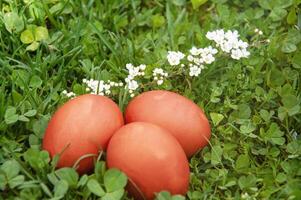 Easter eggs on green grass with white flowers in the garden. photo