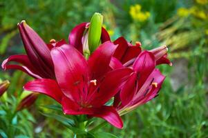 Maroon lilies in the garden close-up. Selective focus photo