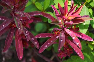 Raindrops on beautiful Euphorbia leaves. Sunny summer day after rain. photo