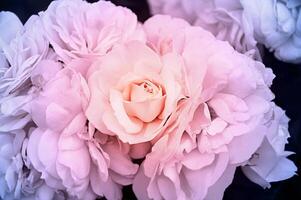 suavemente blanco-beige Rosa de cerca. hermosa floral antecedentes. San Valentín día y vacaciones. amor foto
