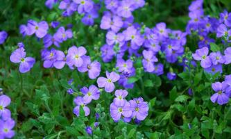 Violeta aubretia flores en el jardín foto