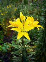 Yellow lilies in the garden close-up. Selective focus photo