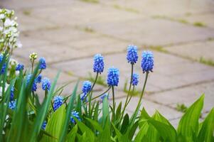 Close up of blue moscari flowers in the garden in spring on a sunny day photo