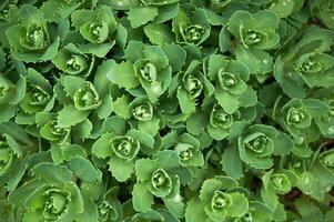 Green ornamental plant succulents Sedum prominent. Ornamental autumn garden plant photo