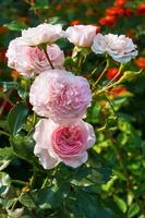 cerca arriba de rosado rosas en verano en el jardín. hermosa floral antecedentes. San Valentín día y vacaciones. amor y sensibilidad foto