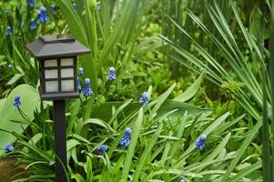 Garden light in the shape of a black box in green grass and blue flowers photo